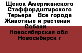 Щенок Американского Стаффордштирского Терьера - Все города Животные и растения » Собаки   . Новосибирская обл.,Новосибирск г.